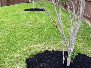 Mulching by Rene Gabriel Ramirez for Sara C. in Austin, TX