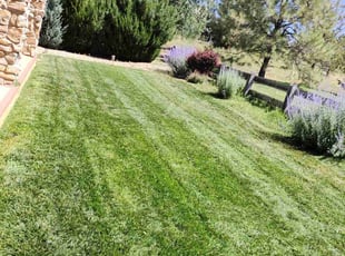 Marion C.'s Grass Cutting service result