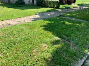 Bush Trimming by Jerry Robertson jr for Fred/Toni W. in Detroit, MI