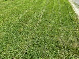Tori R.'s Lawn Mowing service result