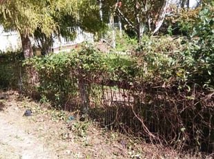 Bush Trimming by Richard Gentry for Erika C. in Columbia, SC