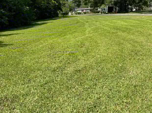 Michele C.'s Grass Cutting service result