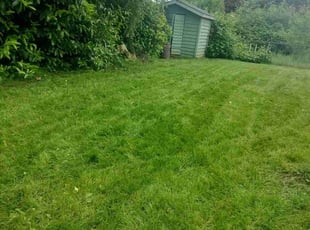 Nikeshia L.'s Lawn Mowing service result