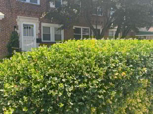 Bush Trimming by Curt Woods for Jeffrey W. in Philadelphia, PA