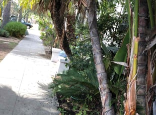 Bush Trimming by Santos Pereira for Kathleen P. in Los Angeles, CA