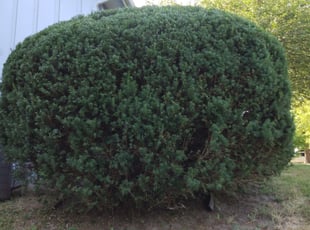 Bush Trimming by Mike Harbaugh for Bob B. in Lee's Summit, MO