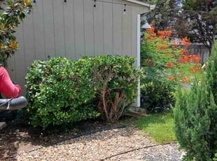 Bush Trimming by Rafael Garcia for Kevin F. in Pflugerville, TX