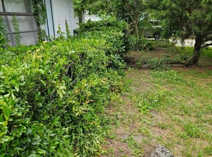 Bush Trimming by Makeda Meeks for Emily W. in Gainesville, FL