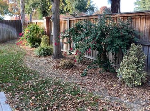 Bush Trimming by Alex Rodriguez for Stacey G. in Fresno, CA