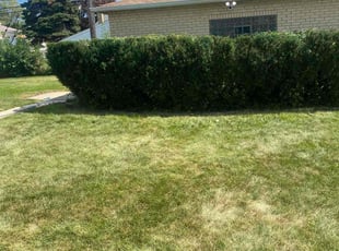 Bush Trimming by Mike Smith for ANDRE W. in Broadview, IL