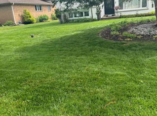 Stanley P.'s Lawn Mowing service result