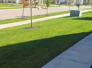 Carl F.'s Grass Cutting service result