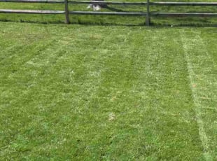 Kristen L.'s Lawn Care service result