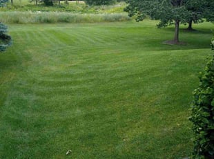 Adel A.'s Lawn Care service result