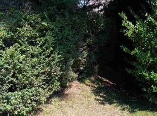 Bush Trimming by Dallas Ricks for Julie m. in Spokane, WA