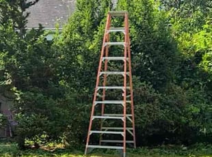 Bush Trimming by Genny Machado for David G. in Port Washington, NY