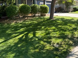 Shanea J.'s Lawn Service service result