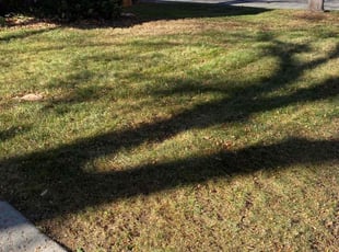 Leaf Removal by Alley Parker for Paul A. in Denver, CO