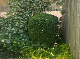 Weeding by Carlos Ledesma for Michael L. in Keizer, OR