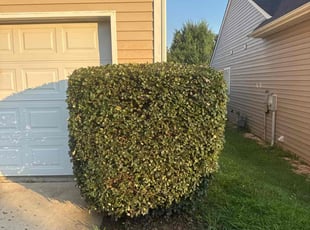 Bush Trimming by Vitaliy Brylev for Joel V. in Monroe, NC