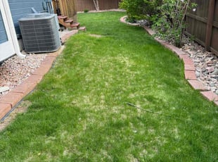 Bush Trimming by Mark Wonder for Ken B. in Highlands Ranch, CO