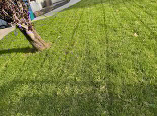 Emmett W.'s Lawn Mowing Service service result