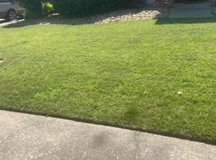 Azita A.'s Grass Cutting service result