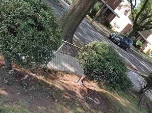 Bush Trimming by Allan Roberts for Wanda C. in Washington, DC