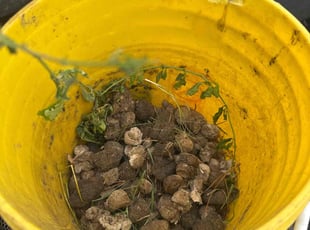 Cleanups by Walter Sandoval for JASON M. in Moncks Corner, SC