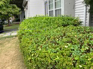 Bush Trimming by Alesandre Duarte for Greg S. in Herndon, VA