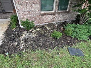 Weeding by Logan Holzmeier for Tangela W. in Cleburne, TX