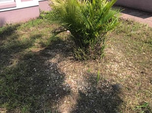 Bush Trimming by Jarvis Howell for Chantel D. in Palm Bay, FL