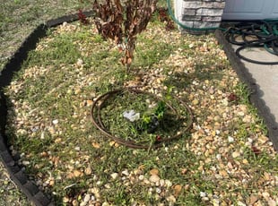 Weeding by Meghan Prowell for Tamika A. in Spring Hill, FL