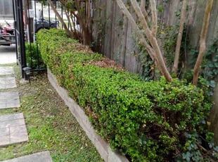 Bush Trimming by Daniel Campos for William J. in Houston, TX