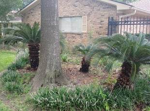 Bush Trimming by Sergio Martinez for Can B. in Houston, TX