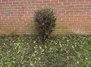 Keno C.'s Bush Trimming service result