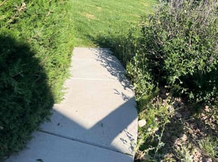 Bush Trimming by Brennen Spratte for Khloe D. in Colorado Springs, CO