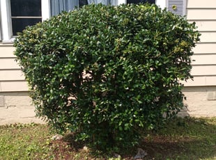 Bush Trimming by Patrick Budd for Christopher D. in Birmingham, AL