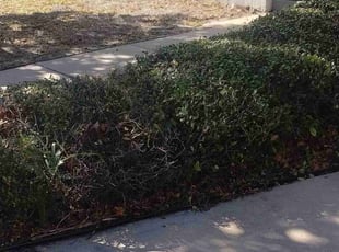 Bush Trimming by Willie Carmichael for SARGE S. in Orlando, FL