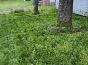 Lisa S.'s Lawn Mowing service result
