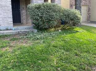 Bush Trimming by Lacy Dixon for Julia S. in San Antonio, TX