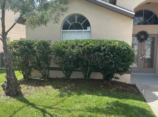 Bush Trimming by Jonathan Harris for Robert G. in New Port Richey, FL