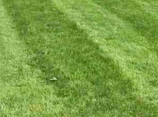 Earl V.'s Lawn Mowing service result