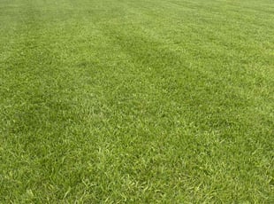Dorrissa S.'s Lawn Service service result