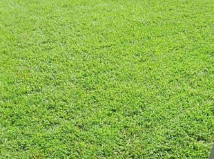 Callan R.'s Lawn Mowing service result