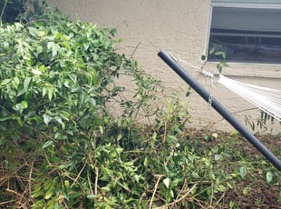 Bush Trimming by Terrael Mason for James M. in Tampa, FL