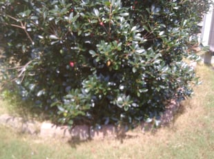 Bush Trimming by Derek Bishop for Joshua L. in Simpsonville, SC