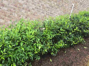 Bush Trimming by Eli Fortune for Allen S. in Gainesville, GA
