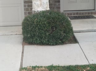 Bush Trimming by Dionte Andrews for Tabitha W. in Fort Worth, TX