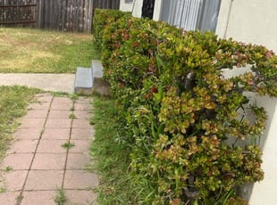Bush Trimming by Bryan Edwards for Julie M. in National City, CA